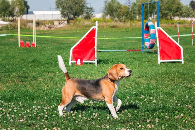 Cane in gara di agilità allestito nel parco erboso verde