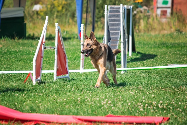 Cane in gara di agilità allestito nel parco erboso verde