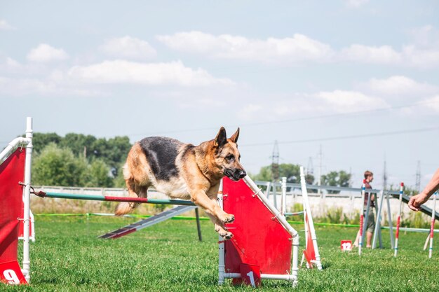 Cane in gara di agilità allestito nel parco erboso verde