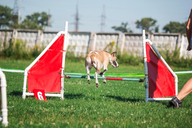 Cane in gara di agilità allestito nel parco erboso verde