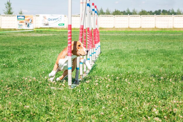 Cane in gara di agilità allestito nel parco erboso verde