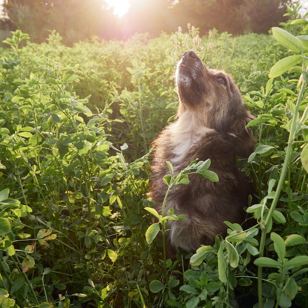 Cane in giardino.