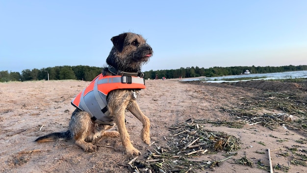 Cane in giubbotto di salvataggio cane in spiaggia