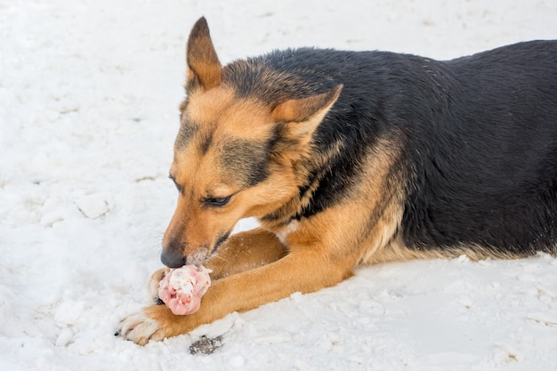 Cane in inverno che mangia carne nella neve_