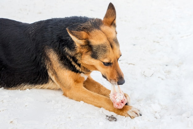 Cane in inverno che mangia carne nella neve_