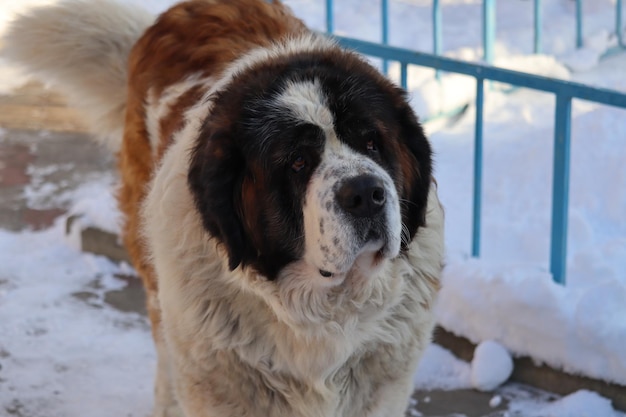 cane in inverno