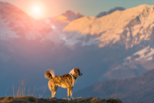 Cane in montagna da solo