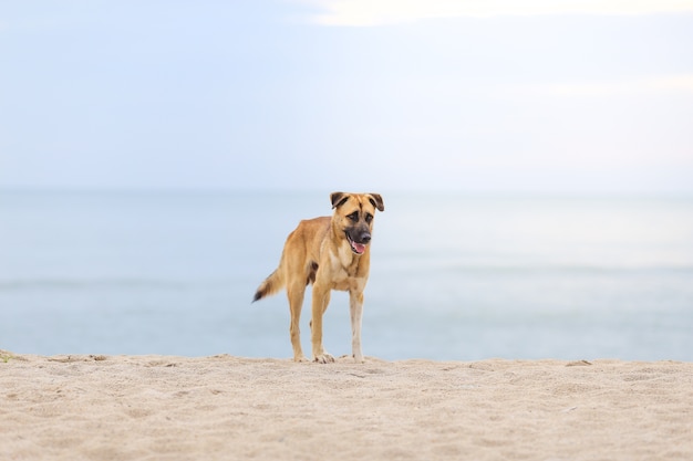 Cane in piedi in spiaggia al mattino.