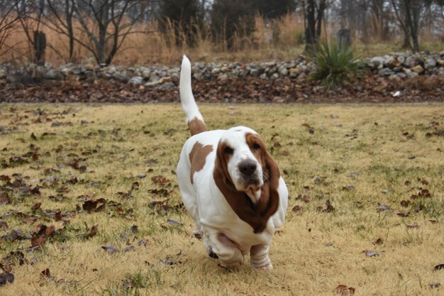 Cane in piedi in un campo