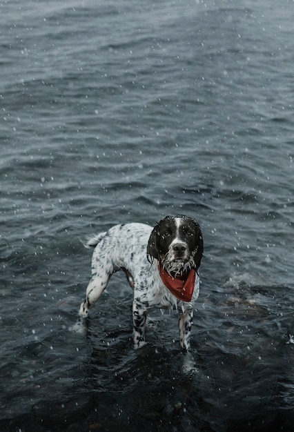 Cane in piedi in un fiume poco profondo