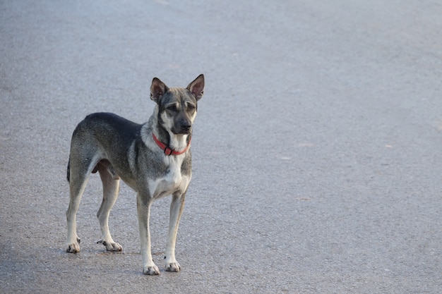 cane in piedi su una strada