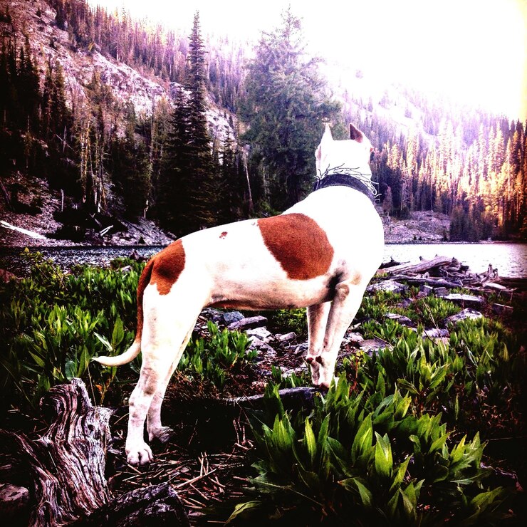 Foto cane in piedi sul campo vicino al fiume contro la montagna