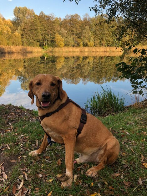 Cane in piedi sul campo vicino al lago