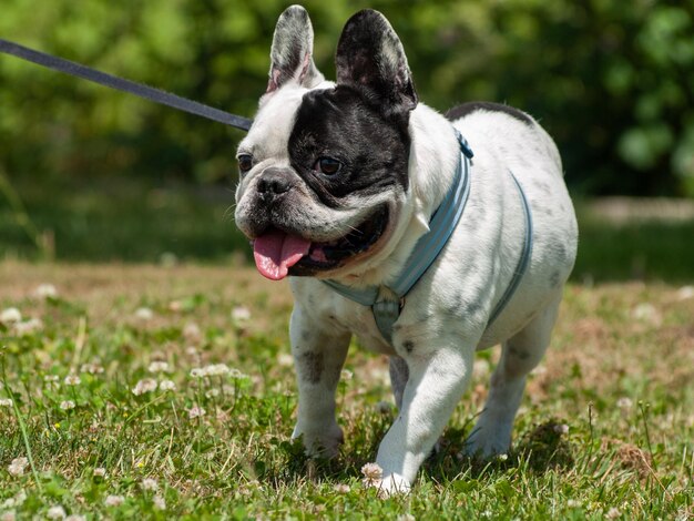 Cane in piedi sul campo