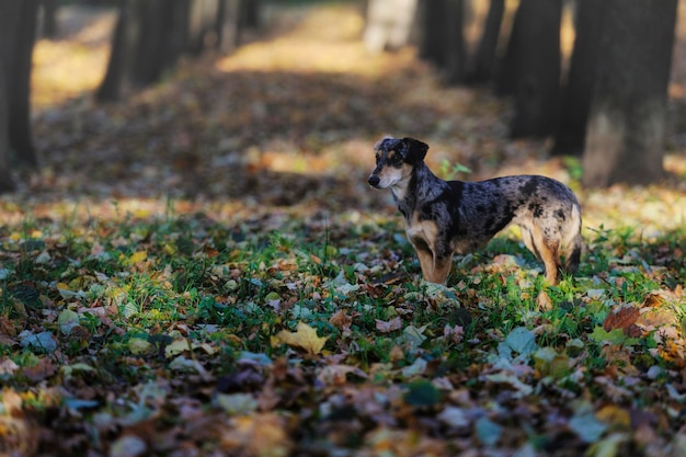 Cane in piedi sul campo