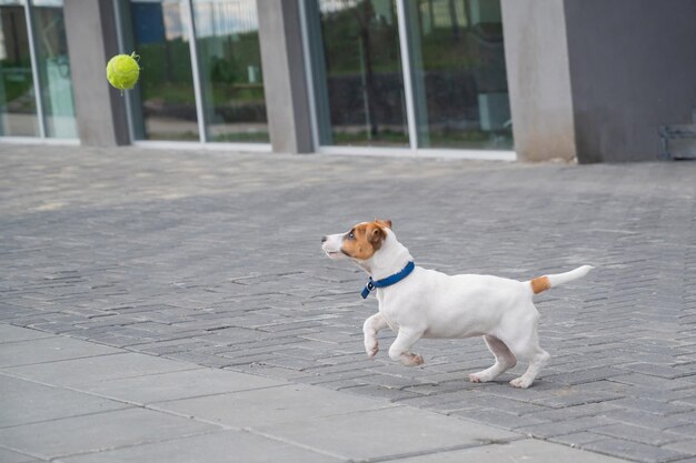 Cane in piedi sul sentiero