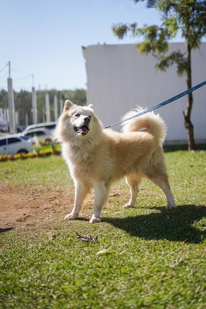 Cane in piedi sull'erba molto attento e felice