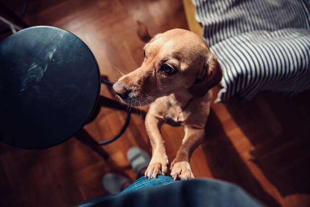 Cane in piedi sulle zampe posteriori