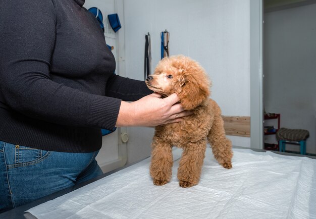 Cane in reception dal veterinario