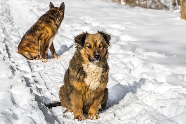 cane in un bosco innevato