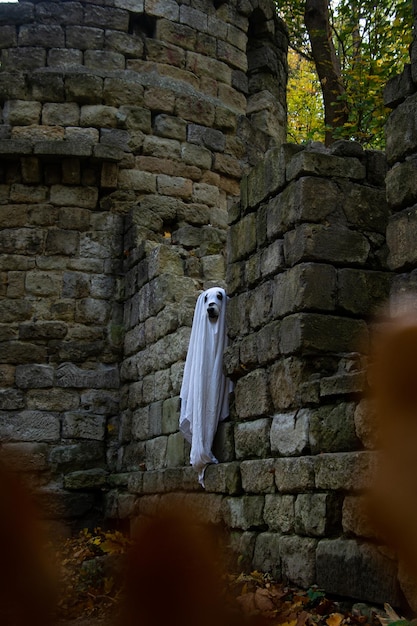 Cane in un costume da fantasma Concetto di Halloween