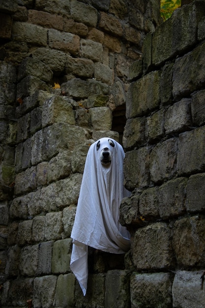 Cane in un costume da fantasma Concetto di Halloween