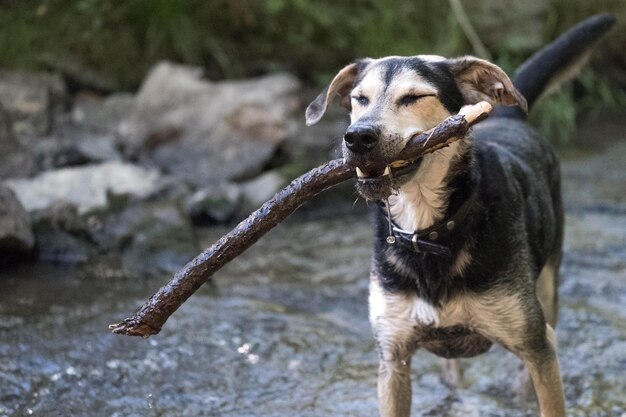 Cane in un fiume