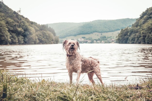 Cane in un lago