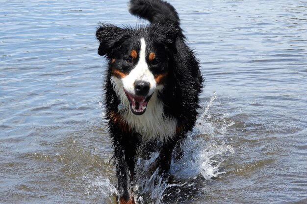 Cane in un lago