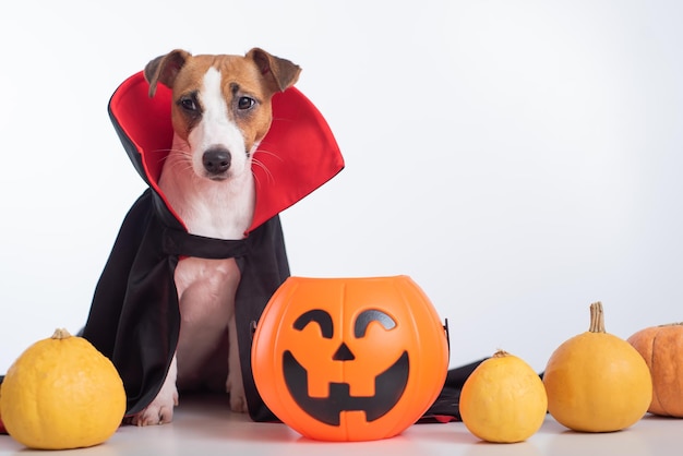 Cane in un mantello da vampiro e jackolantern su sfondo bianco Halloween Jack Russell Terrier in costume del conte Dracula