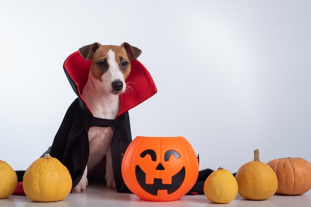 Cane in un mantello da vampiro e jackolantern su sfondo bianco Halloween Jack Russell Terrier in costume del conte Dracula