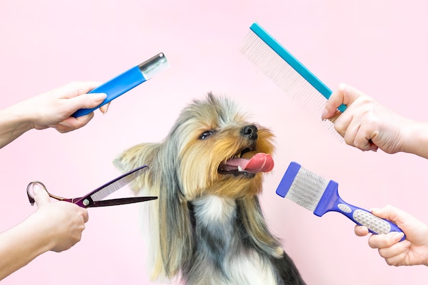 Cane in un salone di toelettatura; Taglio di capelli, forbici e pettine. l'animale riceve trattamenti di bellezza in un salone di bellezza per cani.