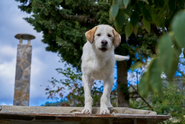 Cane in una cima del tetto in Andalusia spagna