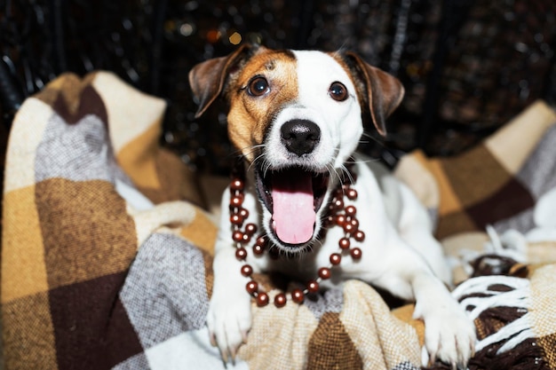 Cane in una coperta