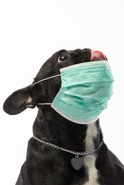 Cane in una maschera medica. Bulldog francese. coronavirus