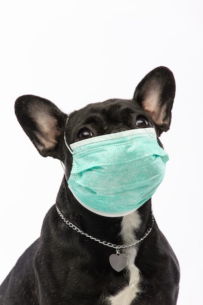 Cane in una maschera medica. Bulldog francese. coronavirus