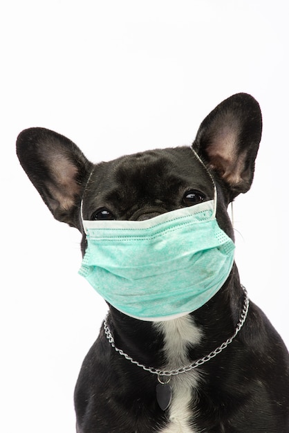 Cane in una maschera medica. Bulldog francese. coronavirus