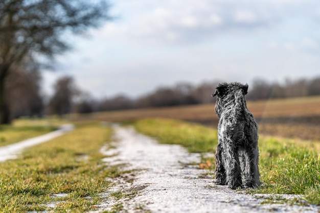 Cane in una passeggiata nella natura piccolo schnauzer nero