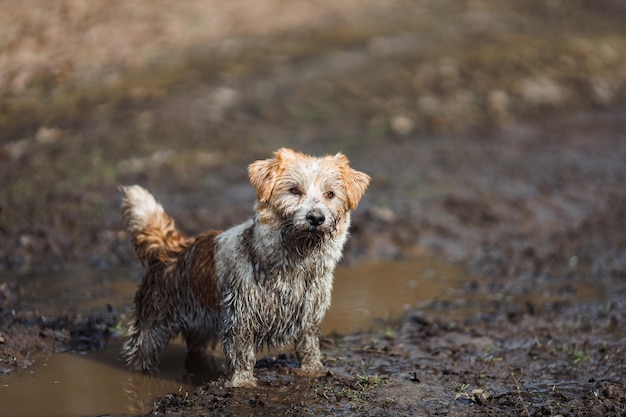 Cane in una pozzanghera Un cucciolo sporco di Jack Russell Terrier si trova nel fango sulla strada Terreno bagnato dopo la pioggia primaverile