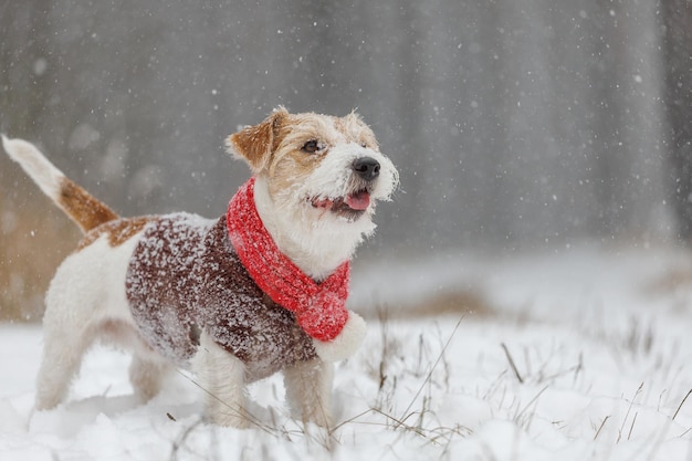 Cane in una sciarpa lavorata a maglia rossa e maglione marrone Jack Russell Terrier si trova nella foresta nella nevicata Sfondo sfocato per l'iscrizione Concetto di Natale