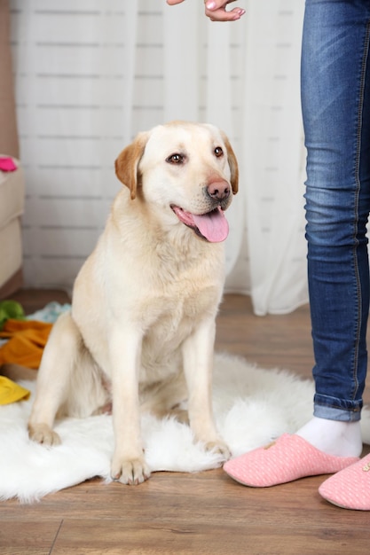 Cane in una stanza disordinata