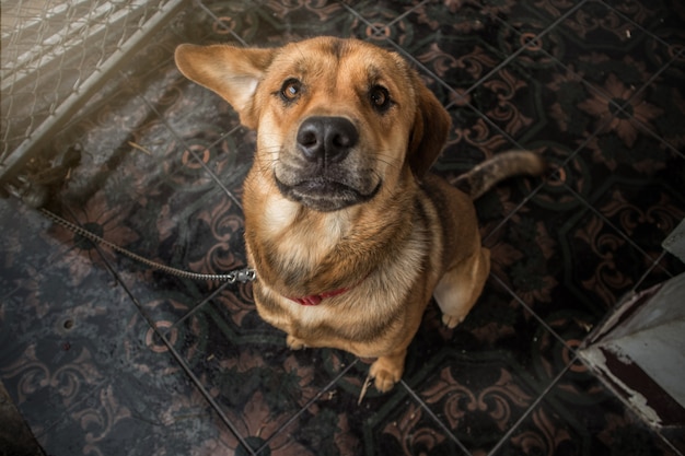 Cane incatenato a casa