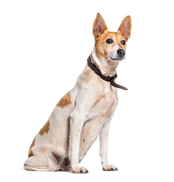 Cane incrocio con un collare seduto e guardando lontano Isolato su bianco Isolato su bianco