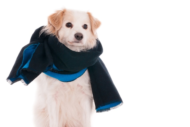 Cane incrocio di colore chiaro con sciarpa blu su bianco