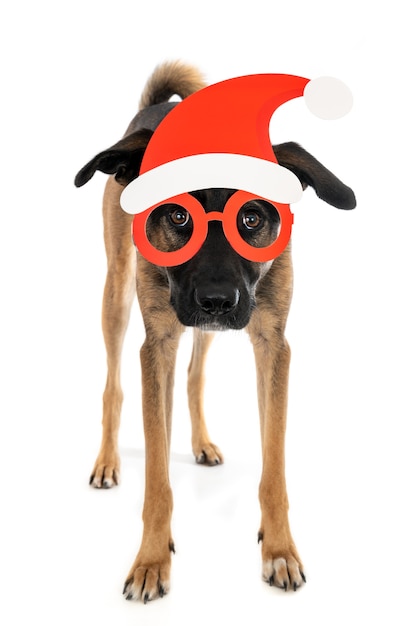 Cane incrocio in piedi che indossa il cappello della Santa con gli occhiali. Isolato su bianco.