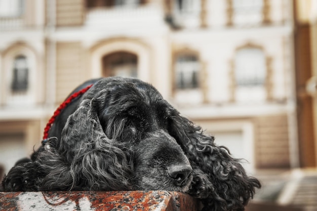 Cane inglese Cocker Spaniel al centro. Vita di città.