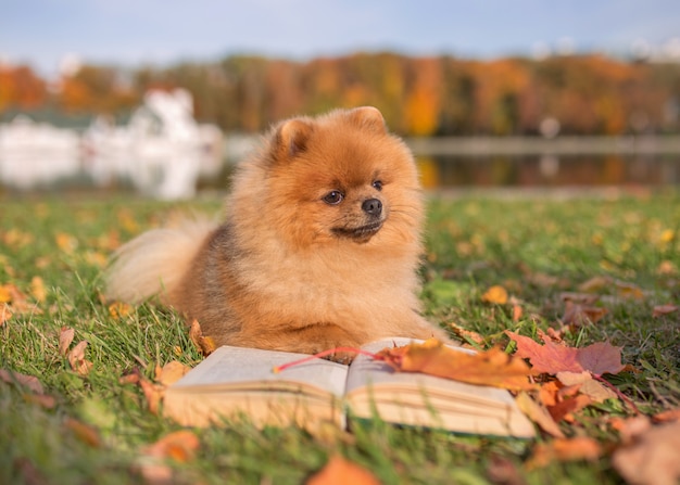 Cane intelligente con un libro. Pomeranian cane all'aperto