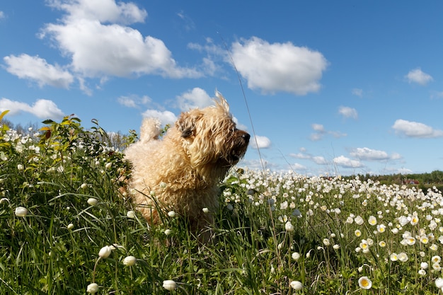 Cane irsuto fra gli anemoni di fioritura sulla a di cielo blu nuvoloso luminoso