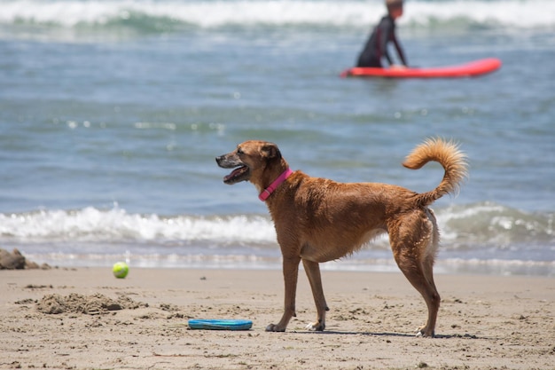 Cane isolato che cammina nella sabbia alla spiaggia del cane
