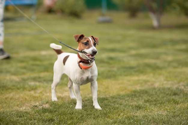 cane jack russell terrier cammina sull'erba verde